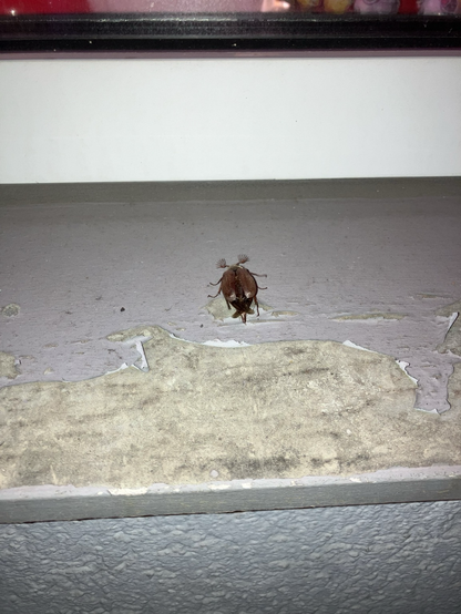 Maikäfer auf einer Fensterbank mit Beleuchtung/blitz.