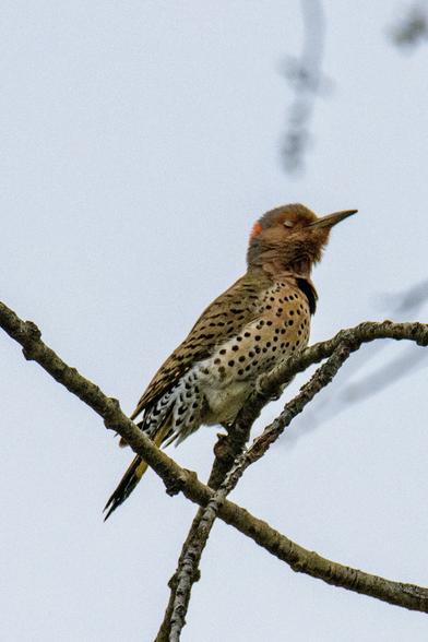 A colorful woodpecker perched in a tree with eyes closed