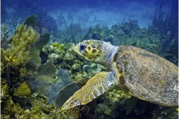 Underwater photo of a sea turtle