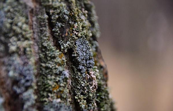 A close view of a section of Balsam Poplar Populus balsamifera from left o just past centre. The  grey trunk has thick rough vertical fissures, almost fully covered in this view with several sorts of lichens finely foliated blue and green grey types and bits of orange. Near centre the most focussed spot features a tiny patch of silvery lichen made of tiny ovals with raised edges clustered tightly together like a sprawling mound of  miniscule pancakes.