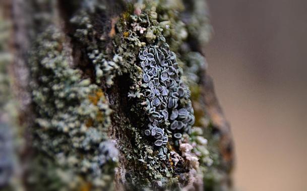 Closer crop of the same image showing the patch of ovally lichen in more detail.