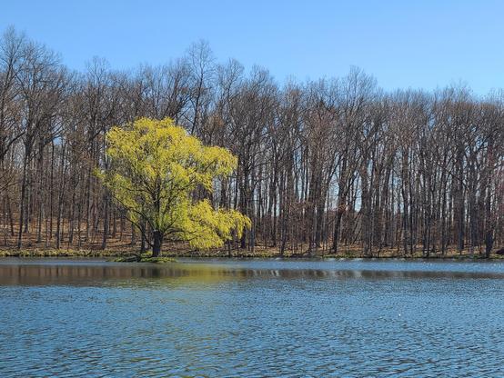 A sunlit weeping willow stands green on a tiny island in blue water against a background of bare trees and a cloudless sky.