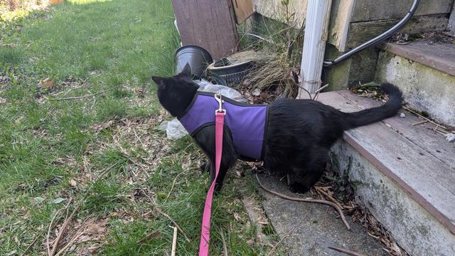 A black cat with a purple harness and pink leash stands at the bottom of a set of steps. His tail is alert but not anxious.