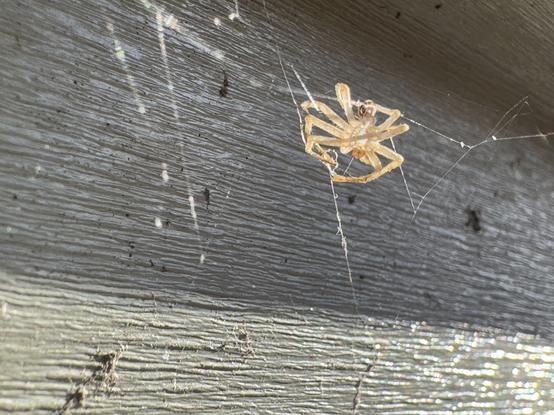 empty skeleton of a spider hangs on some leftover webbing on the house. illuminated by late afternoon light.