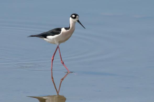 A Black-necked Stilt bird wading in the shallow water of a calm lake.