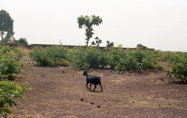 A goat wandering over dirt toward grass and a tree.