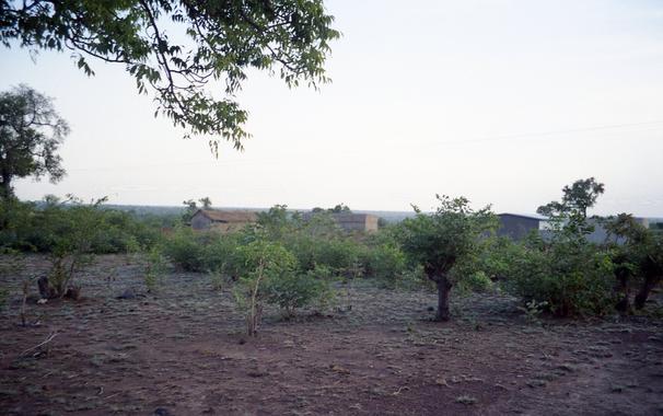 Green landscape with scattered brush, a tree in the top left.