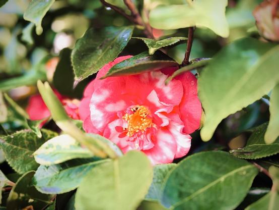 A bright pink camellia peers through green leaves that partially obscure it.