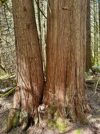A pair of giant old red cedar trees, sprouting side by side. They have long linear texture in the bark. They are both thick and tall, maybe 100 years old.
