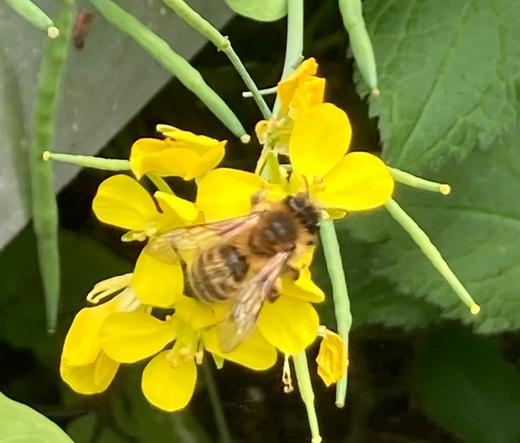 A mining bee of some sort probably. It has ginger thorax hairs and a yellow and black striped abdomen. It is gorging on the small yellow flowers of an overwintered oriental leafy green in a greenhouse.