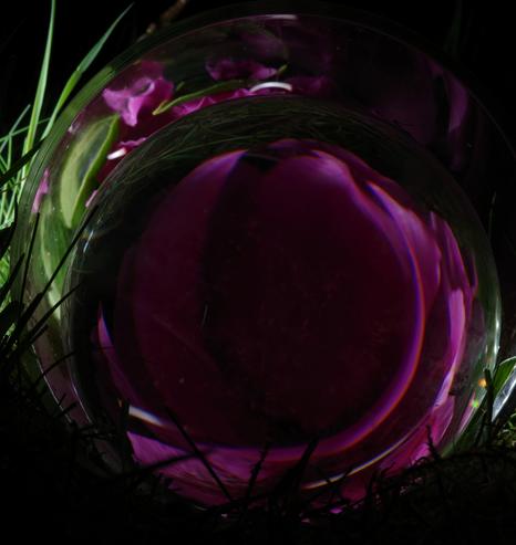 A pink rhododendron umbel in a glass cylinder without bases on a meadow. A sphere with a slightly smaller diameter was placed in front of it, causing a distorted point reflection of the umbel and the meadow. The umbel is reflected in the cylinder also. The distortion caused by the sphere is so great that you can no longer see what was reflected.