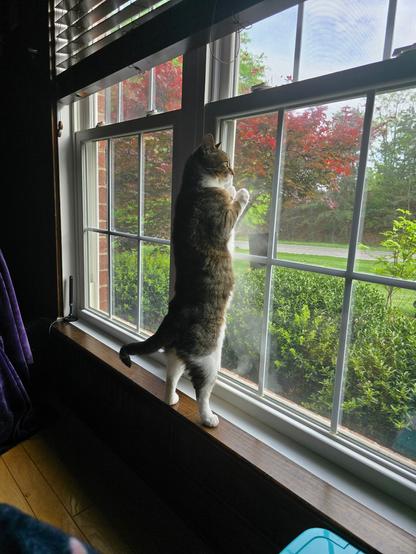 Pearl on her tippy toes on her hind legs, looking at something outside, pressed against the window.