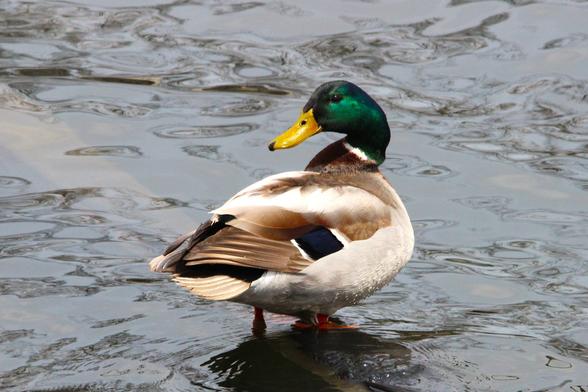 Photograph of a male mallard standing in a lake and looking back over its left shoulder.