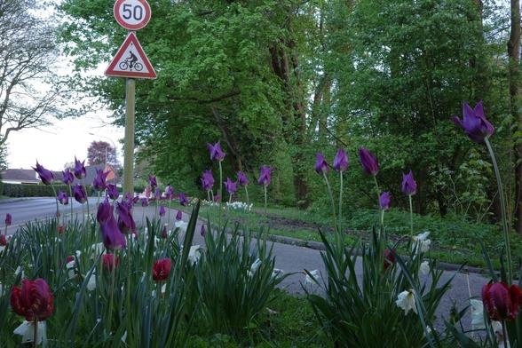 Intense purple-red and purple tulips were planted with daffodils with white petals and corollas along a pedestrian path in Aachen, Germany.