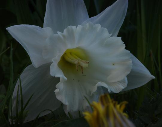 Macro photo of a almost pure white daffodil flower. The inner floor of the corolla is delicate yellow. Its beige stamens are in focus. In the foreground you can see a blurred, closed dandelion blossom.
