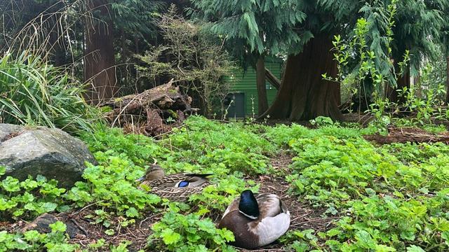 Ducks sleeping in the grass in springtime