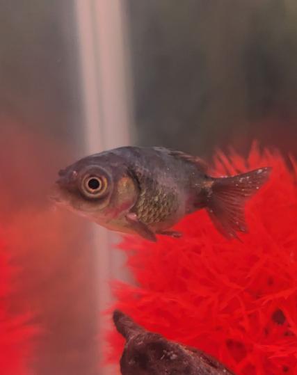 a small black goldfish with reddish marks near its gills and a few white spots on its tail.