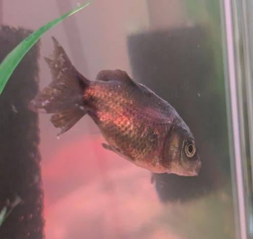 a small black goldfish with white spots on its tail and reddish scales