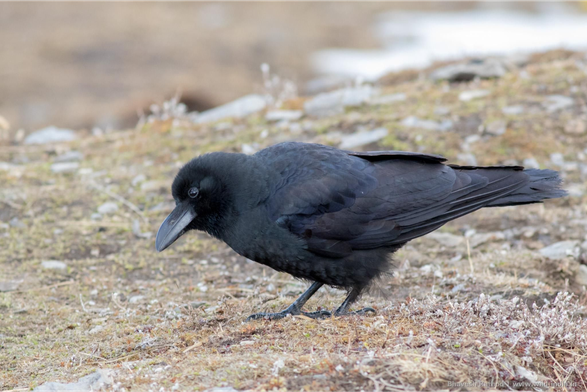 Corvus macrorhynchos (known as large-billed crow) standing on a sparsely vegetated ground and looking down.