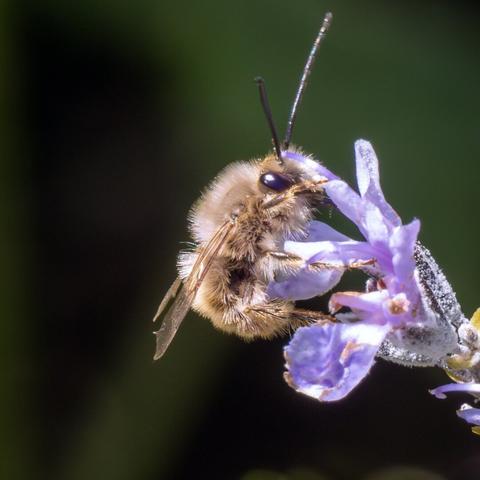 𝗣𝗶𝗰𝘁𝘂𝗿𝗲 𝗗𝗲𝘀𝗰𝗿𝗶𝗽𝘁𝗶𝗼𝗻 (𝗘𝗻𝗴): Square-format photograph showing a wild bee drinking pollen from the flowers of a rosemary plant up close.

𝗗𝗲𝘀𝗰𝗿𝗶𝗽𝗰𝗶𝗼́𝗻 (𝗘𝘀𝗽): Fotografía de formato cuadrado en el que se ve de cerca una abjea silvestre libando polen de las flores de una planta de Romero.

CCamara Panasonic Lumix G90
Objetivo Panasonic 14-140 f3.5-5.6 II + Anillo de extensión 16mm
Datos Exif: Modo Manual, ƒ11, 1/640s, ISO 3200, 280mm equivalente