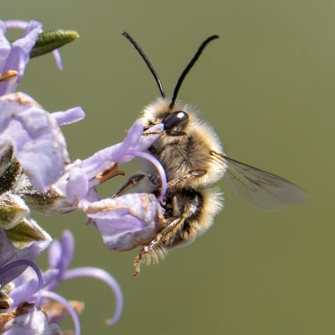 𝗣𝗶𝗰𝘁𝘂𝗿𝗲 𝗗𝗲𝘀𝗰𝗿𝗶𝗽𝘁𝗶𝗼𝗻 (𝗘𝗻𝗴): Square-format photograph showing a wild bee drinking pollen from the flowers of a rosemary plant up close.

𝗗𝗲𝘀𝗰𝗿𝗶𝗽𝗰𝗶𝗼́𝗻 (𝗘𝘀𝗽): Fotografía de formato cuadrado en el que se ve de cerca una abjea silvestre libando polen de las flores de una planta de Romero.

CCamara Panasonic Lumix G90
Objetivo Panasonic 100-300 ƒ3.5-5.6 II + Anillo de extensión 16mm
Datos Exif: Modo Manual, ƒ8.0, 1/1600s, ISO 1000, 600mm equivalente