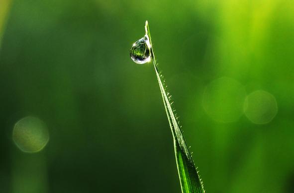 a crystal clear drop of water at the very top a blade of grass the background is blurred green with a few dots in the background.