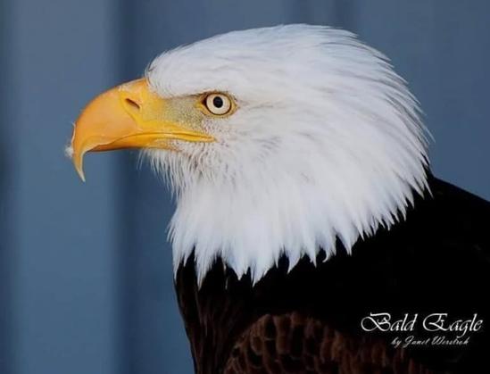 Bald Eagle