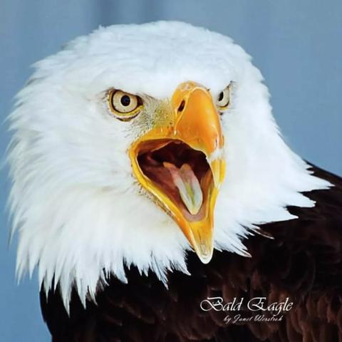 Bald Eagle