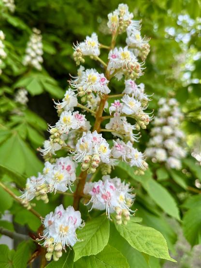 A panicle of horse chestnut flowers in full bloom.