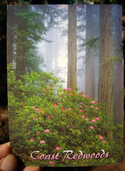 A postcard showing the trunks of redwood trees in a good mist, so they fade into the distance. In the foreground there is a lush green shrub with pink flowers all over it. Text at the bottom reads Coast Redwoods