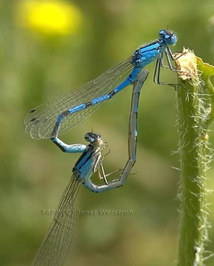 Dragonflys