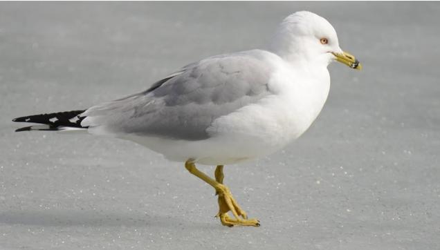 Seagull