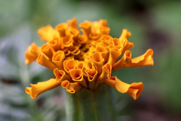 Vegetable patch Marigold