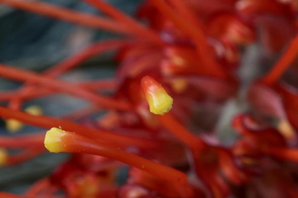 Grevillea close-up
