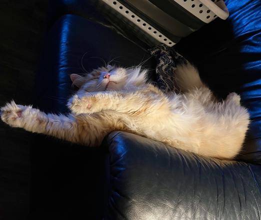 Gus contorts his body like a sideways flying Superman, his very fluffy belly exposed. He is sleeping deeply and looks very relaxed.