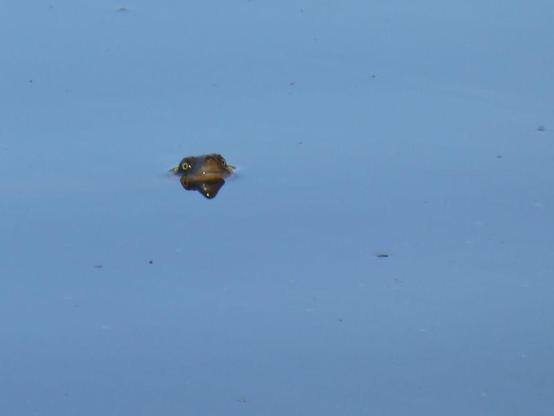 Eastern long-necked turtle