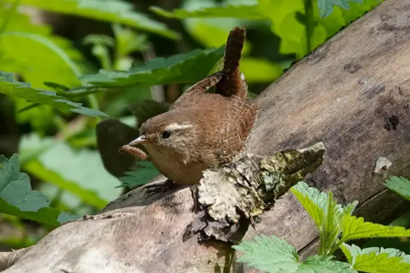 Eurasian wren on fallen tree looking toward left, with a tasty small caterpillar in its beak.