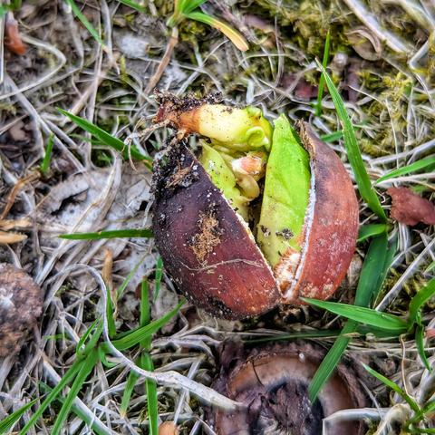 A close-up shot shows a sprouting horse chestnut seed lying amongst blades of green grass and dry leaves. The dark brown, cracked shell of the seed has split open, revealing a pale yellow and green shoot emerging from within. Small roots are visible extending from the shoot into the surrounding soil.