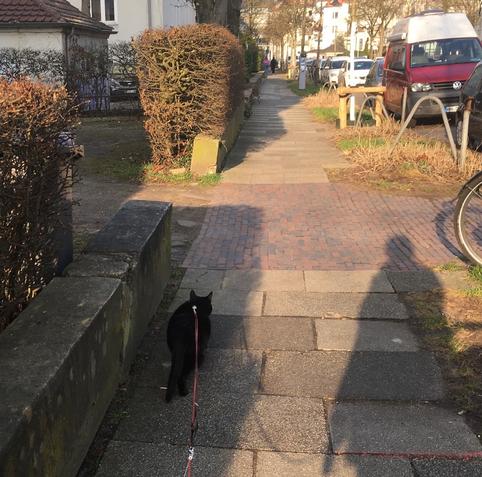 Schwarze Katze auf einem Gehweg in einer Stadt. Links eine schützende Mauer und Hecke, rechts parkende Autos und junge Bäume ... weit vorne ein Mensch, der als ungefährlich eingestuft wurde, wohl auch ohne Hund ... denn Lilli läuft für ihr Alter zügig  voraus - während ich den Buggy hinter ihr her schiebe. Dieser dient auch als Schutz auf der rechten Seite vor Joggern, Fahrrädern und blinden Handy-Nutzern ...