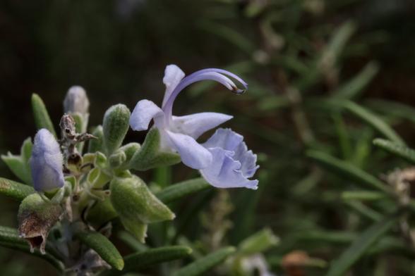 Rosemary (herb) experimenting with #macro extension tubes