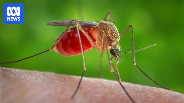 Japanese encephalitis is spread by mosquitoes. Here’s how to protect yourself