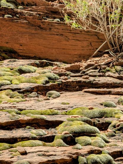 Globular moss in a dry canyon, forming only on a specific topological surface. Also a cyan element that may indicate a symbiote
