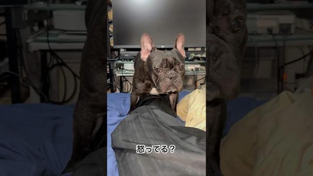【今朝の凛さん】怒ってる？マウンティングを躊躇うフレンチブルドッグ🐶#frenchie #frenchbulldog #frenchbulldoglife #shorts