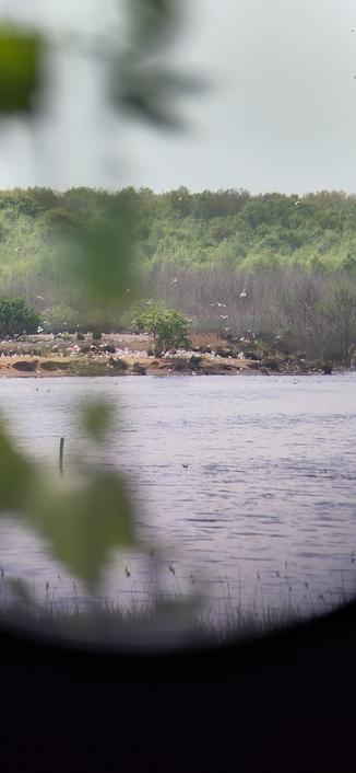 Very unsharp in the foreground some green leaves that frame a view on a moor pond with a seagull colony on the island at the horizon. Between the white specks, the slightly bigger and orange pink dots are wild flamingoes.