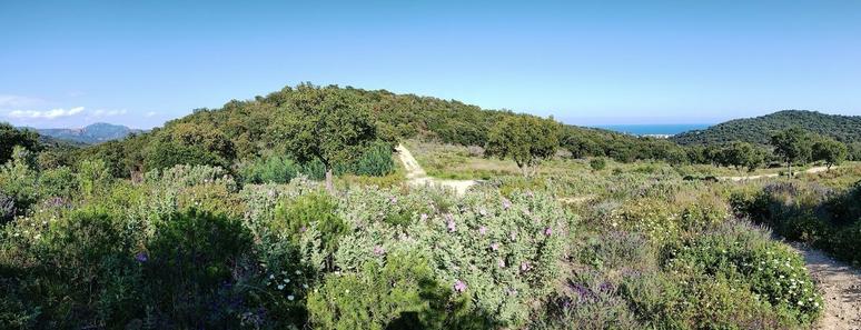 Photo au format panoramique sur laquelle on voit des collines couvertes de végétation typique du midi méditerranéen (forêt de chênes liège, cistes, et autres plantes locales) au loin, sur la gauche entre le sommet de deux petites collines, on aperçoit un massif aux roches rouges. Sur la droite, entre deux sommets également, la mer.