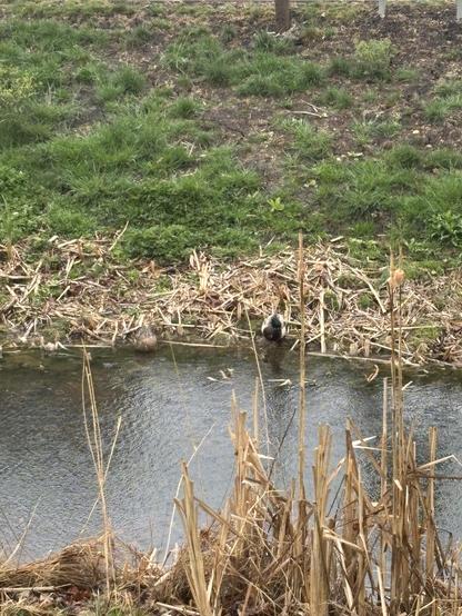 Two mallards, a male and a female, lying a few feet apart with their heads under their wings, on the edge of a narrow SUDS pond in the pouring rain. The female is better camouflaged and a little hard to pick out.