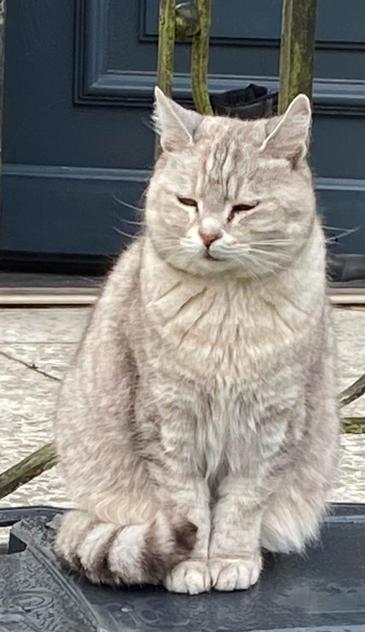 A light grey cat sitting comfily in front of a front door, her eyes half closed, her ears turned lightly outwards, her fine whiskers relaxed. Her tail looks like that of a raccoon and is nicely draped around her body, touching her front paw.