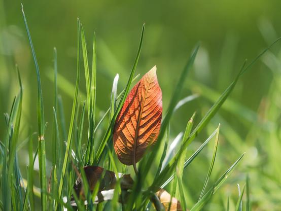 Saftiges, grünes Frühjahrsgras - nah dran und mit viel Unschärfe im Hintergrund. Mittig und von hinten beleuchtet ein orangefarbenes, junges Blatt einer Triebspitze.