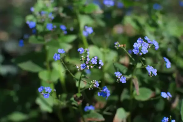 Blue flowers against a blurry dark green background