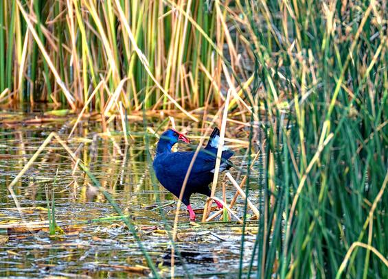 Calamón común vadeando entre los juncos. Está en escorzo, mirando hacia atrás y muestra su precioso colorido azul que en la cara se vuelve metálico. Tiene un enorme pico rojo intenso que le sube hacia la frente. Las patas son también de color rosado.